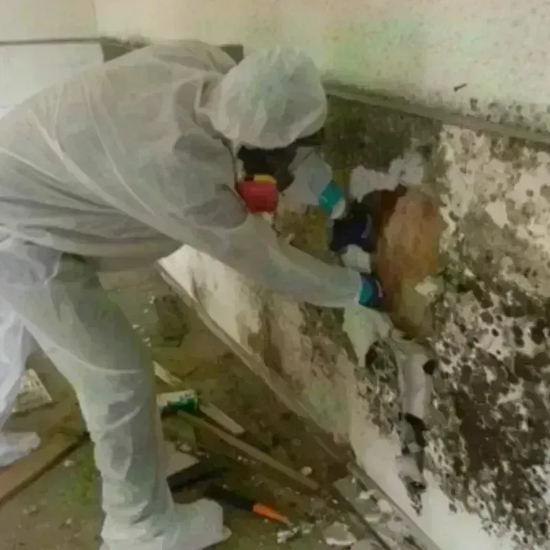 Mold Remediation and Removal in Grape Creek, TX